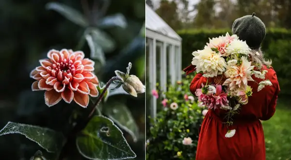 Frostig dahlia i kruka, redo att klippa ner. En person i röd klänning bär en bukett av dahlior.