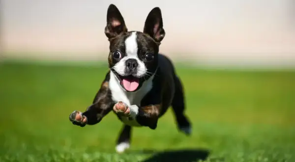 Un Boston Terrier en pleno **zoomies perro**, salta feliz por el césped con la lengua fuera y las orejas al viento.