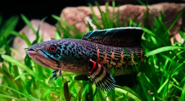 Poisson serpent d'eau douce aux couleurs vives, nageant dans des plantes aquatiques. Un test nitrate est nécessaire pour son bien-être.