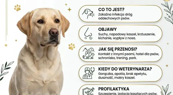 Labrador z objawami psiego kataru, informacja o kaszlu kenelowym, jego objawach i profilaktyce.