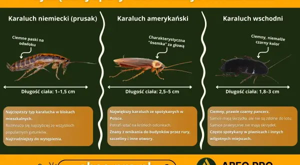 Trzy rodzaje karaluchów: prusak, amerykański i wschodni, z opisami i wymiarami.