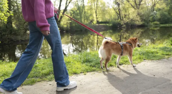 Spacer z psem nad jeziorem. Uczymy psa spokojnego mijania innych psów, budując jego pewność siebie.