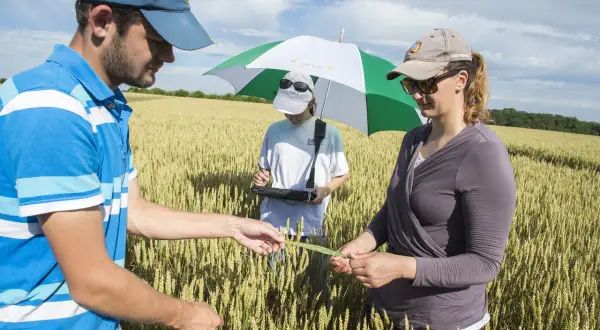 Trois personnes examinent une tige de blé dans un champ, un projet de recherche agricole en cours.