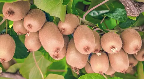 Sadzenie mini kiwi: Kompletny poradnik krok po kroku dla ogrodników
