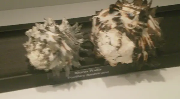 Dos caracolas expuestas en el museo del mar (la guardia). Una es Murex Radix Pacifico Americano.