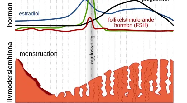 Graf över hormonnivåer och livmoderslemhinnan under menscykeln. Kan vara svårt att bli gravid trots regelbunden mens om hormonerna inte samspelar rätt.
