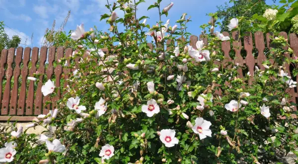 Piękny hibiskus w ogrodzie, z białymi kwiatami i czerwonymi środkami, kwitnie obficie na tle drewnianego płotu i błękitnego nieba.
