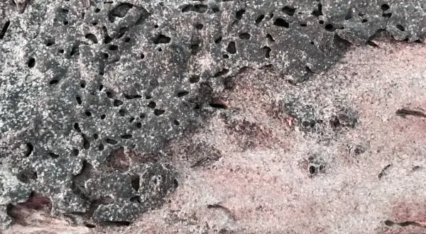 Un insecte termite ronge le bois, laissant des tunnels et des galeries. La texture du bois est criblée de trous.