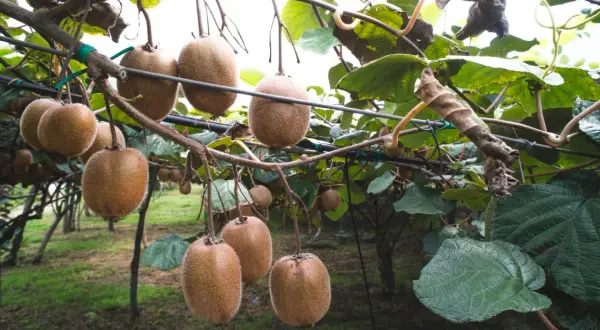 Gros fruits du kiwi pendent d'un kiwi arbre, prêts à être récoltés.