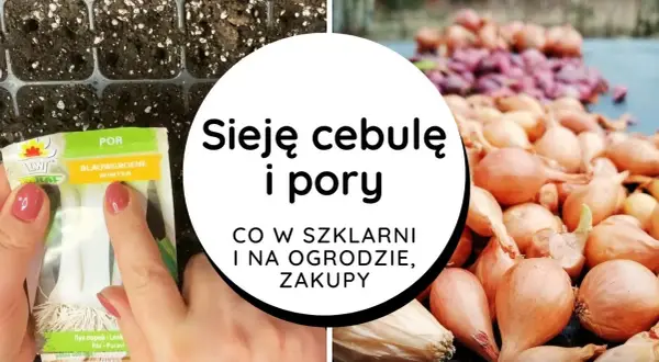 Jak siać cebulę z nasion - proste kroki do udanej uprawy