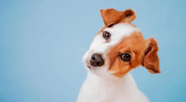 Ein neugieriger Jack Russell Terrier neigt den Kopf. Warum drehen Hunde den Kopf? Vielleicht um besser zu hören oder um uns zu verstehen.