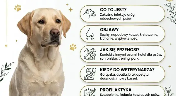 Labrador z objawami kaszlu kenelowego u psa: suchy kaszel, kichanie, gorączka. Informacje o przyczynach i profilaktyce.