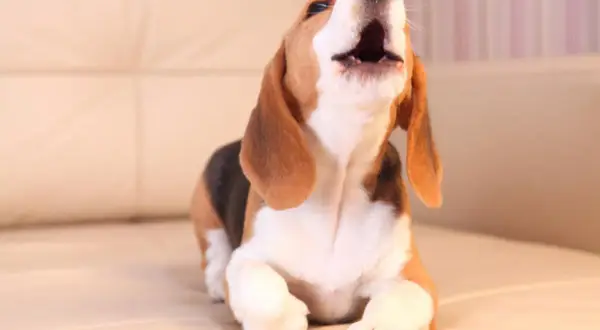 Un beagle joven, con su hocico hacia arriba, parece que mi perro llora mucho. Está en un sofá beige.