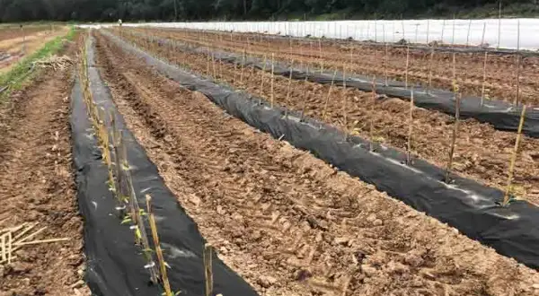 Cuándo plantar tomates en Galicia para asegurar una cosecha exitosa