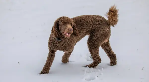 Un caniche marrón, con su pelaje rizado, explora la nieve fresca, dejando huellas en su camino.