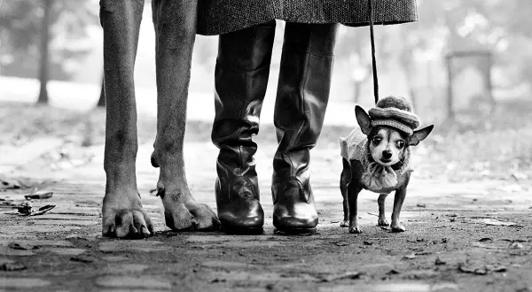 Un cane piccolo con cappello e maglione, accanto alle gambe di una persona e a un cane grande. Un classico scatto di elliott erwitt dogs.