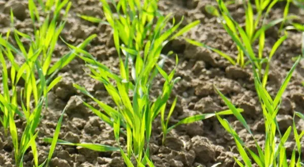 Młode źdźbła zbóż na wiosnę, gotowe na dokarmianie dolistne. Zdrowe, zielone liście wschodzą z żyznej gleby.