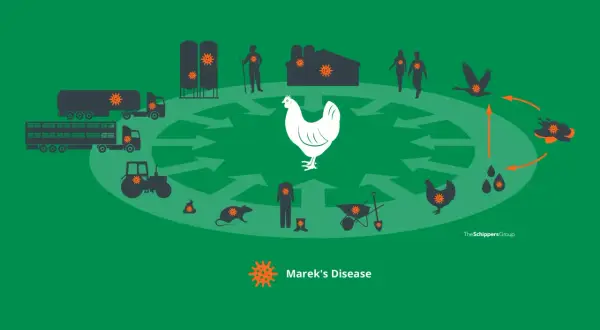Schema zur Übertragung von Marek's Disease: Viren verbreiten sich über Fahrzeuge, Menschen, Tiere und die Umwelt. Eine Behandlung ist entscheidend.