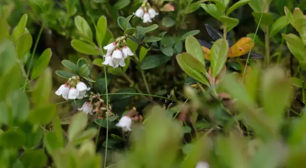 Piccoli fiori bianchi a campanella del mirtillo, delicati e nascosti tra le foglie verdi.