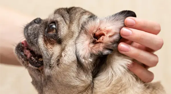 Close-up of a pug's ear, showing redness and debris, prompting the question: why does my dog keep getting ear infections?