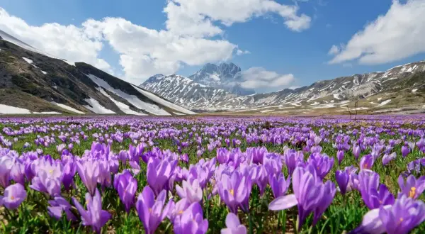 Un prato fiorito di crochi viola si estende ai piedi delle montagne innevate del Gran Sasso, un incantevole cammino nella natura.