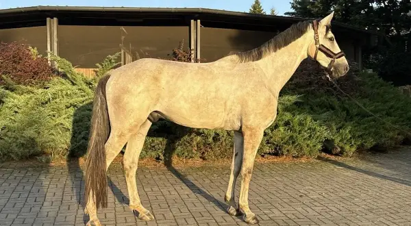 Jasny, smukły polski koń sportowy w brązowej uzdzie, stoi na brukowanym podwórku przed stajnią.