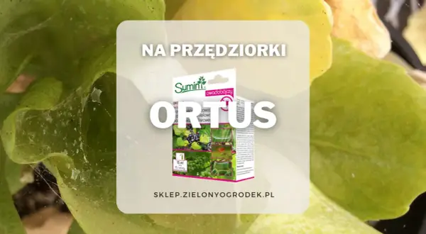 Zwalcz przędziorki na roślinach z pomocą ORTUS. Opakowanie środka ochrony roślin na tle liści.