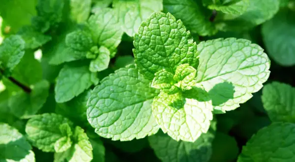 Sadzenie mięty: Krok po kroku do aromatycznego ogrodu bez inwazji
