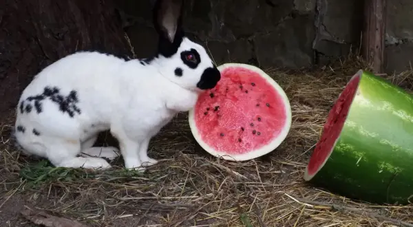 Ein weiß-schwarzer deutscher Riese nascht genüsslich von einer saftigen Wassermelone.