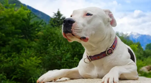 Un adorable dogo argentino bebe, con su collar morado, descansa sobre una roca, contemplando el paisaje montañoso.