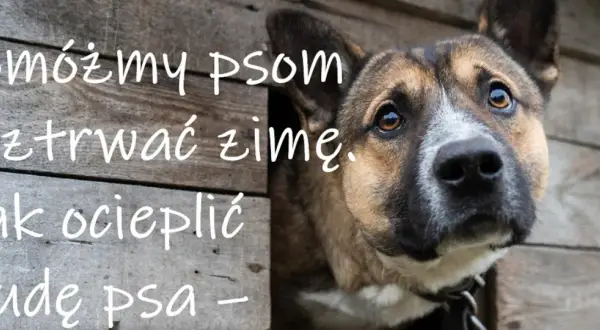 Pomóżmy psom przetrwać zimę. Jak ocieplić budę psa, by czworonóg czuł się komfortowo.