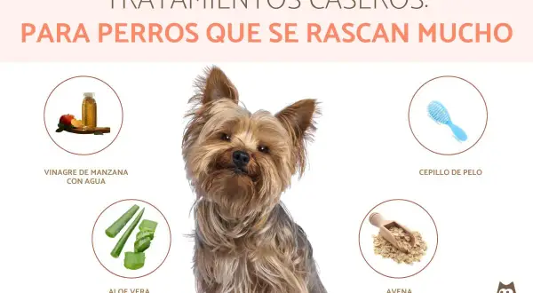 Perro Yorkshire con remedios caseros para pulgas: vinagre de manzana, aloe vera, avena y cepillo.