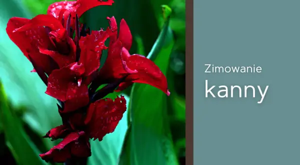 Intensywnie czerwony kwiat kanny z kroplami deszczu. Tekst: "Zimowanie kanny".
