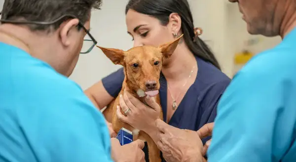 Veterinario Granada: Encuentra la mejor atención para tu mascota