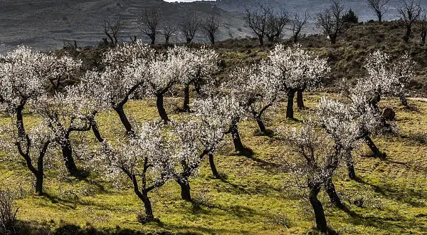 Un mirador de los almendros en flor, con árboles blancos cubriendo una ladera verde. Al fondo, colinas oscuras y molinos de viento.
