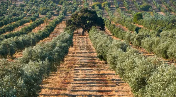 Cuándo plantar olivos: la clave para un cultivo exitoso y saludable