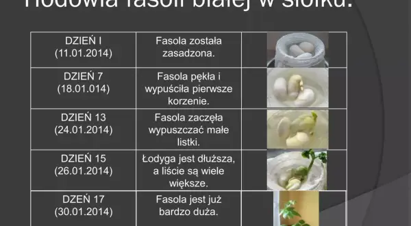 Hodowla fasoli w słoiku: Kompletny poradnik krok po kroku