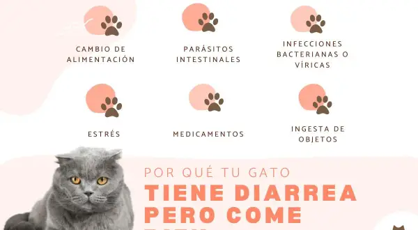 Un gato gris con ojos amarillos mira fijamente. El texto explica por qué tu gato tiene diarrea pero come bien, mencionando causas como cambios de alimentación, parásitos, infecciones, estrés, medicamentos e ingesta de objetos.