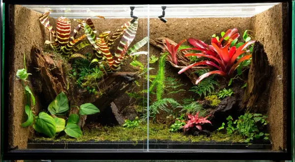 Jak zrobić terrarium dla ślimaka - Proste błędy, których unikniesz