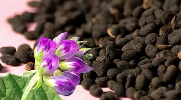 Lila Blüten und dunkle Samen, die an pflanzliches Retinol erinnern, liegen auf rosa Untergrund.