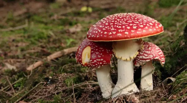 Tres setas rojas con puntos blancos, conocidas como setas venenosas, crecen en el bosque.