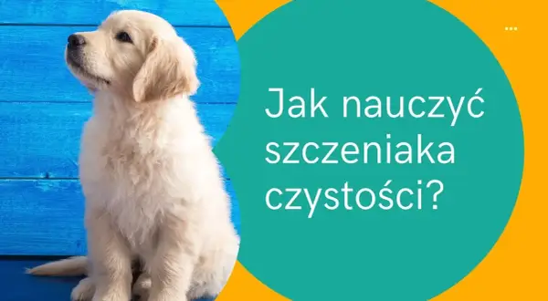 Jak nauczyć szczeniaka czystości - skuteczne metody i porady