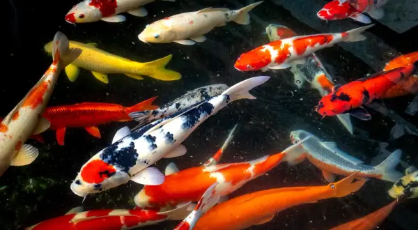 Un banc de carpes koi de différentes tailles et couleurs nage dans un étang sombre.