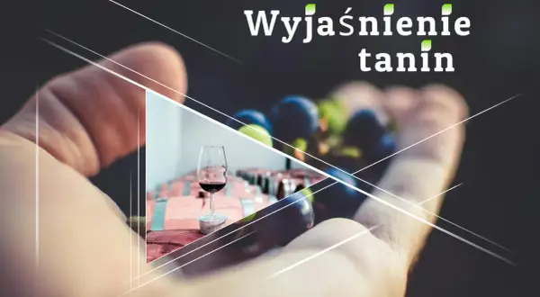 Wyjaśnienie tanin w winie. Dłoń trzyma winogrona, w tle kieliszek z czerwonym winem i beczki.