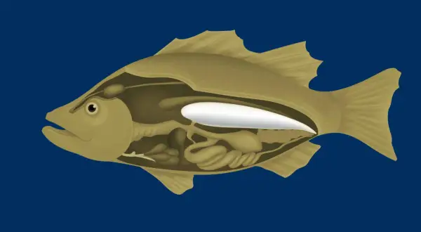 Schnittansicht eines Fisches, die seine inneren Organe und die weiße schwimmblase zeigt, die ihm hilft, im Wasser zu schweben.
