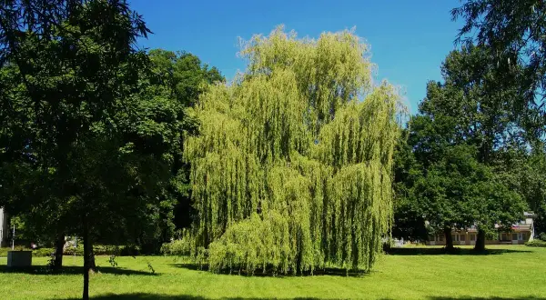 Un sauce llorón, un árbol de hoja perenne, ofrece sombra en un día soleado. Otros árboles de sombra rodean el césped verde.