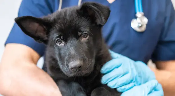 A black German Shepherd puppy is held by a veterinarian wearing blue gloves and a stethoscope, ready for its dog vaccines.