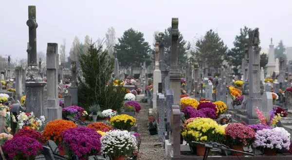 Jakie kwiaty na cmentarz zimą? Odkryj odporne rośliny na mróz