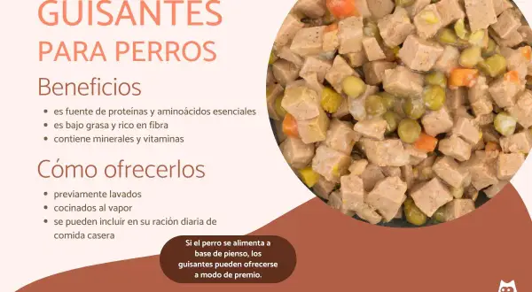 Un plato de comida para perros con trozos de carne, zanahoria y guisantes. Los perros pueden comer guisantes, son beneficiosos y se pueden ofrecer como premio.