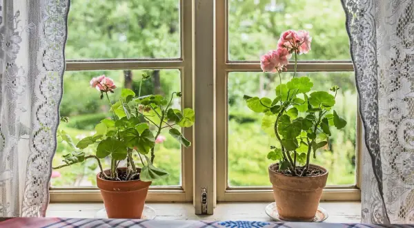 Två rangliga pelargoner med rosa blommor står i krukor på en fönsterbräda. Utanför fönstret syns en grönskande trädgård.